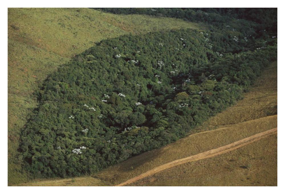 Patch of remnant rainforest surrounded by clearcut, Belo Horizonte, Atlantic Forest ecosystem, Brazil-Paper Art-38"x26"