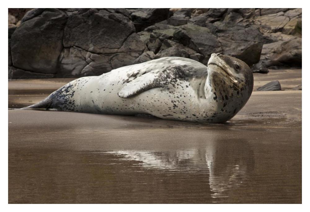 Leopard Seal on Otanerito Beach, New Zealand-Paper Art-20"x14"