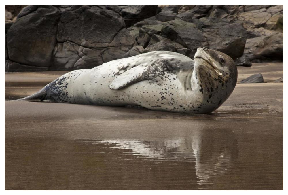 Leopard Seal on Otanerito Beach, New Zealand-Paper Art-62"x42"