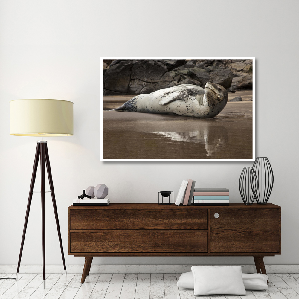 Leopard Seal on Otanerito Beach, New Zealand-Paper Art-62&quotx42"