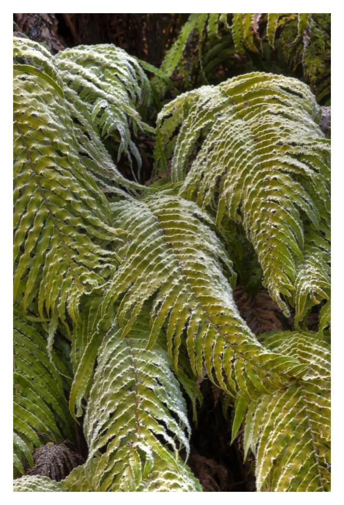Kiokio covered in frost, Okarito, Westland National Park, west coast, New Zealand-Paper Art-14"x20"