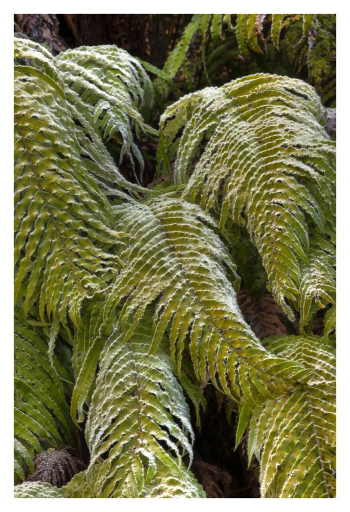 Kiokio covered in frost, Okarito, Westland National Park, west coast, New Zealand-Paper Art-26"x38"