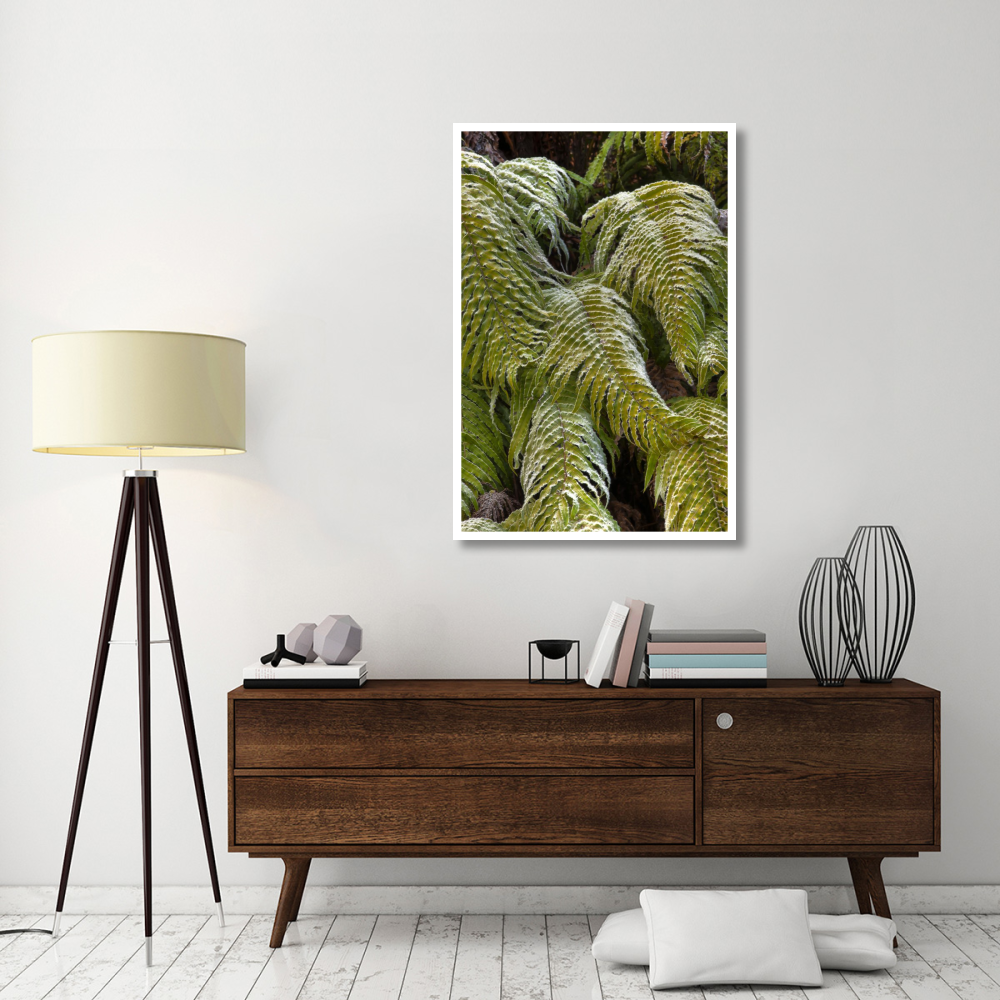 Kiokio covered in frost, Okarito, Westland National Park, west coast, New Zealand-Paper Art-34&quotx50"