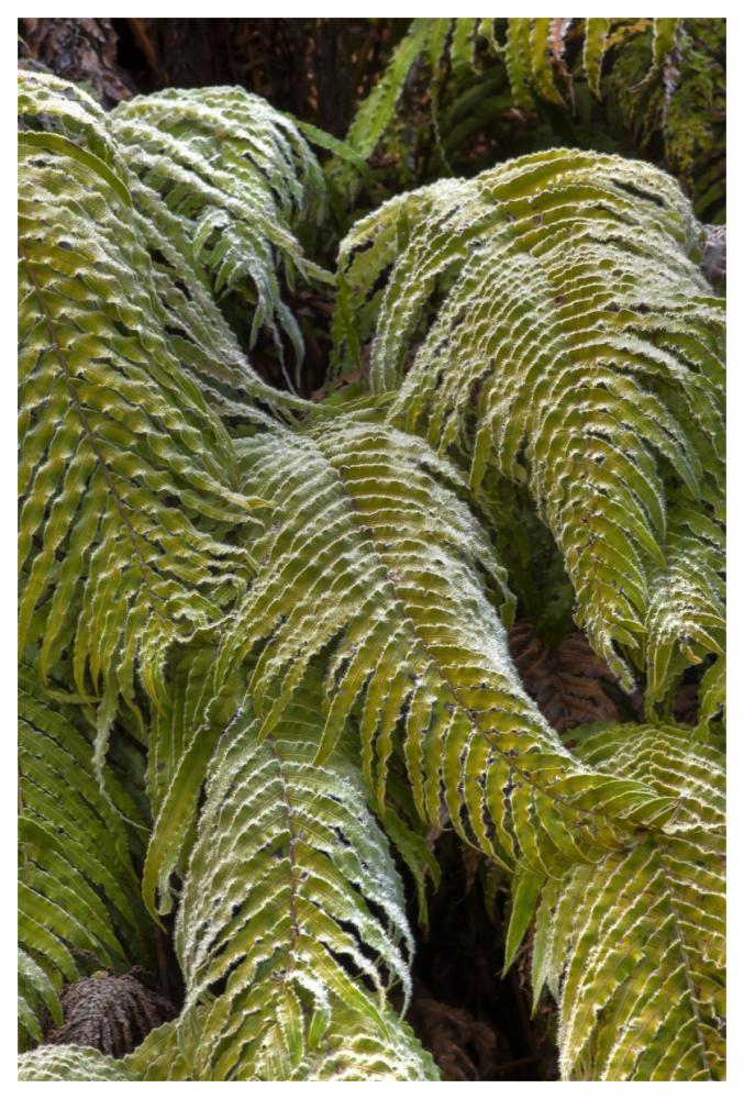 Kiokio covered in frost, Okarito, Westland National Park, west coast, New Zealand-Paper Art-42"x62"