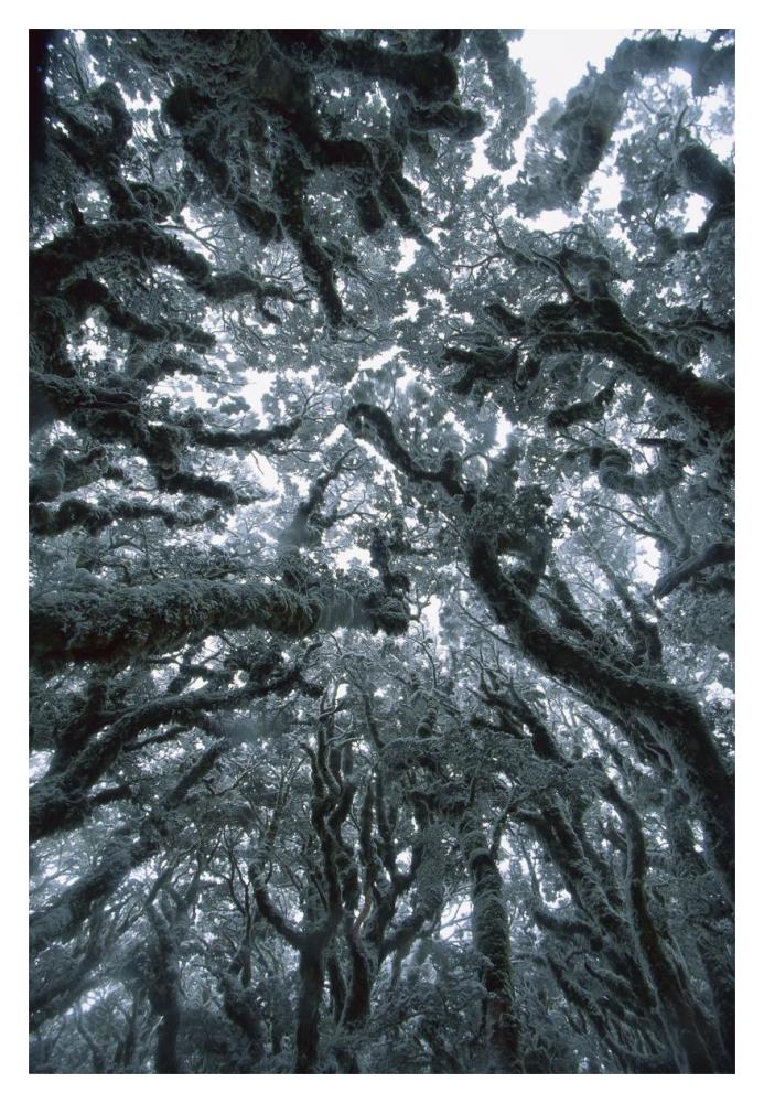 Autumn snow on Beech trees, Routeburn Track, Mt Aspiring National Park, New Zealand-Paper Art-14"x20"