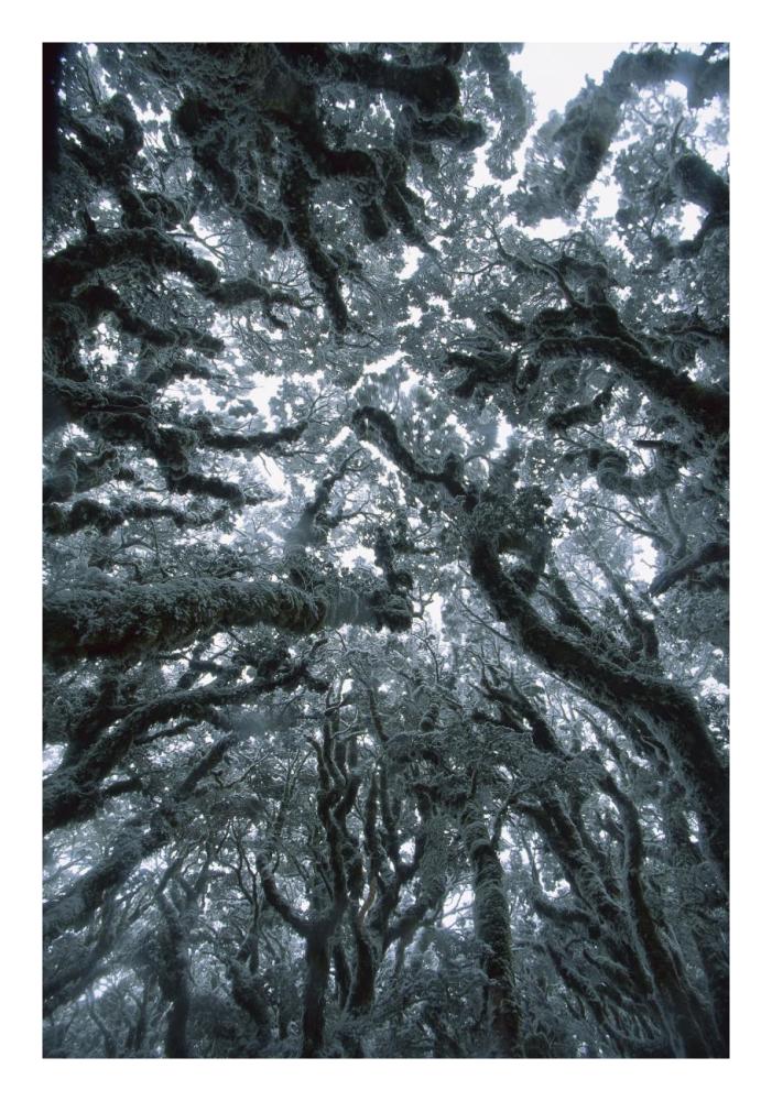 Autumn snow on Beech trees, Routeburn Track, Mt Aspiring National Park, New Zealand-Paper Art-18"x26"