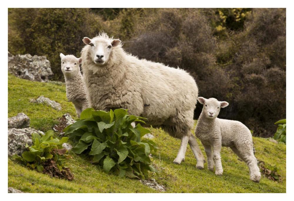 Domestic Sheep with twin lambs, Stony Bay, Banks Peninsula, Canterbury, New Zealand-Paper Art-38"x26"
