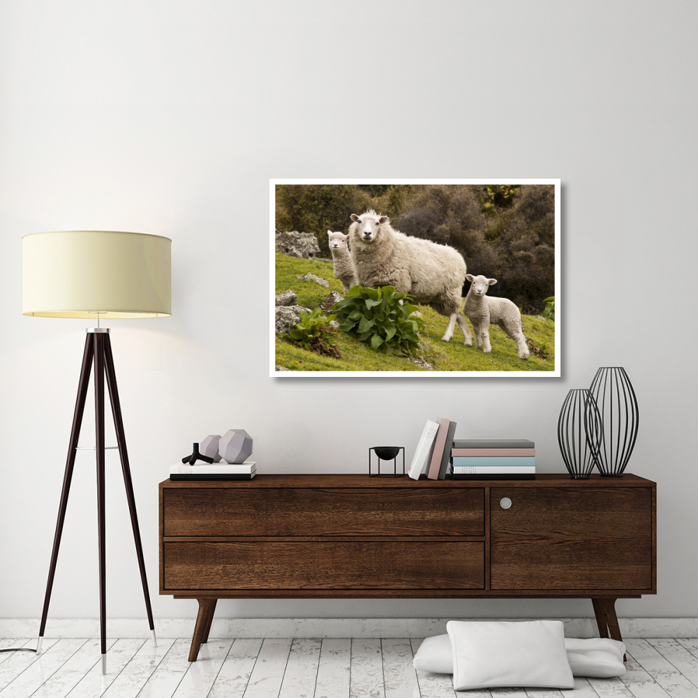 Domestic Sheep with twin lambs, Stony Bay, Banks Peninsula, Canterbury, New Zealand-Paper Art-50&quotx34"