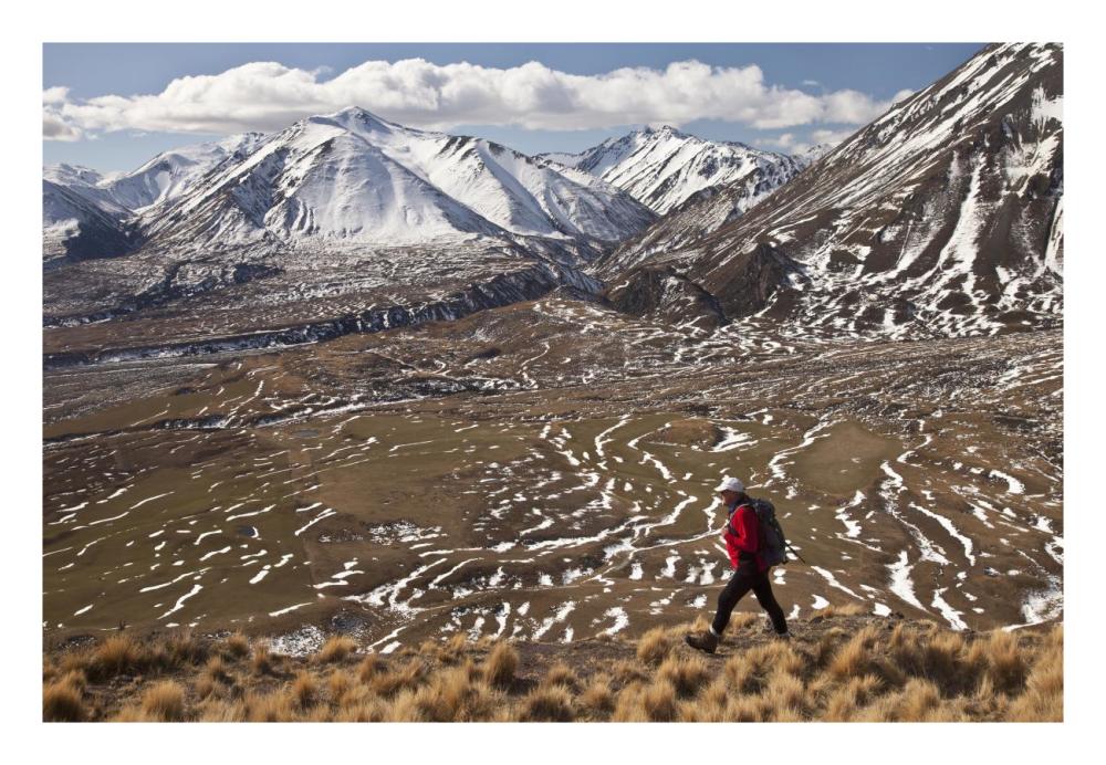 Hiker descends hill of Tussock Grass above Lake Heron Station, Canterbury, New Zealand-Paper Art-26"x18"