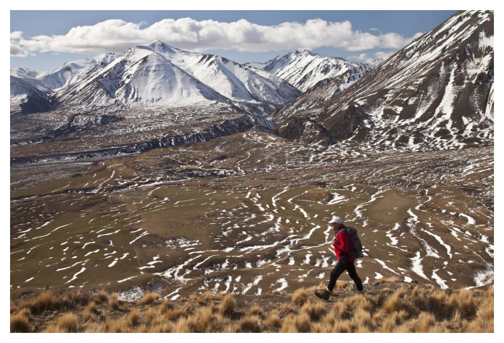 Hiker descends hill of Tussock Grass above Lake Heron Station, Canterbury, New Zealand-Paper Art-50"x34"