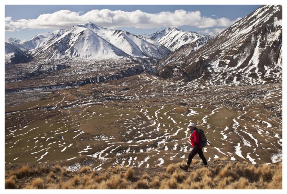 Hiker descends hill of Tussock Grass above Lake Heron Station, Canterbury, New Zealand-Paper Art-62"x42"