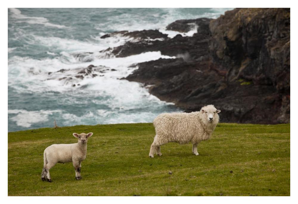 Domestic Sheep and lamb near cliff edge, Stony Bay, Banks Peninsula, Canterbury, New Zealand-Paper Art-20"x14"