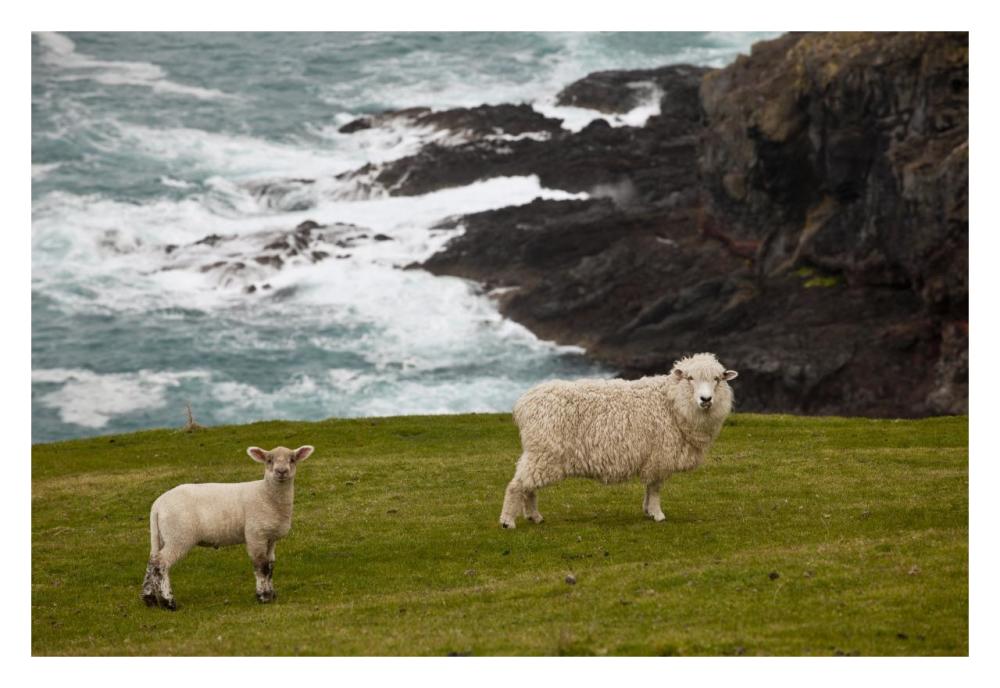 Domestic Sheep and lamb near cliff edge, Stony Bay, Banks Peninsula, Canterbury, New Zealand-Paper Art-32"x22"