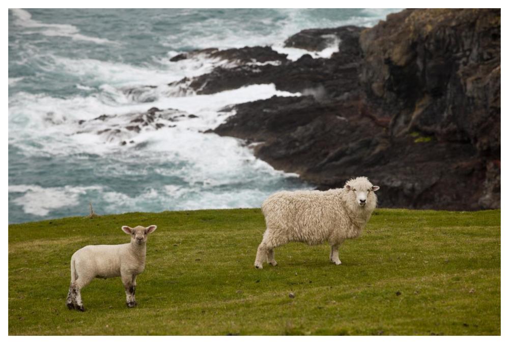 Domestic Sheep and lamb near cliff edge, Stony Bay, Banks Peninsula, Canterbury, New Zealand-Paper Art-62"x42"