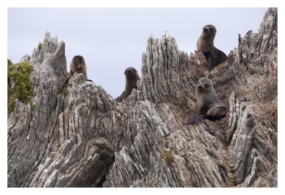 New Zealand Fur Seal pups on folded limestone layers, Kaikoura, North Canterbury, New Zealand-Paper Art-20"x14"