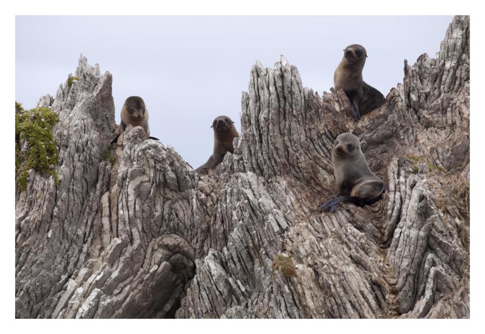 New Zealand Fur Seal pups on folded limestone layers, Kaikoura, North Canterbury, New Zealand-Paper Art-32"x22"