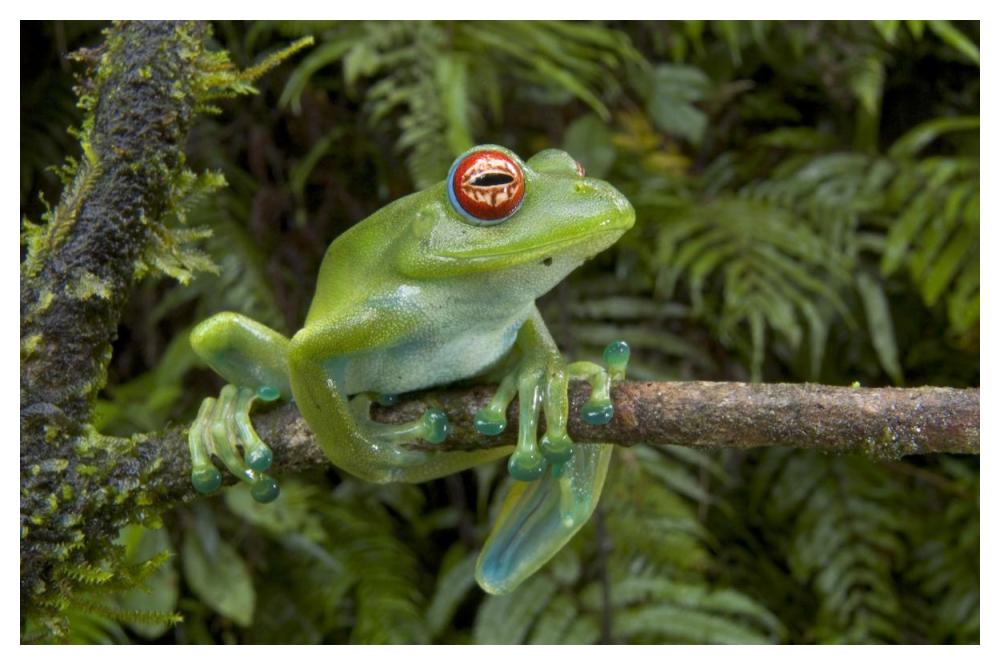 Malagasy Web-footed Frog clinging to limb, Madagascar-Paper Art-50"x34"
