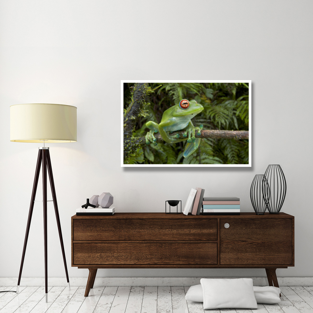 Malagasy Web-footed Frog clinging to limb, Madagascar-Paper Art-50&quotx34"