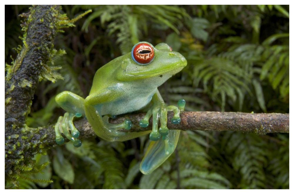 Malagasy Web-footed Frog clinging to limb, Madagascar-Paper Art-62"x42"