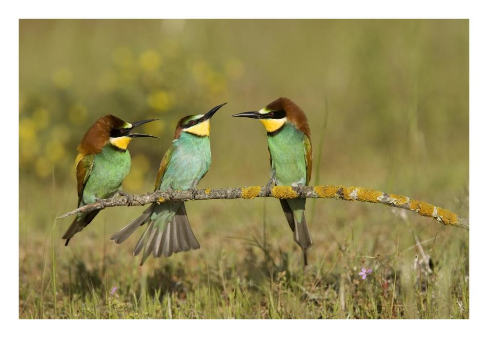 European Bee-eaters perched on branch. Donana National Park, Seville, Spain-Paper Art-26"x18"