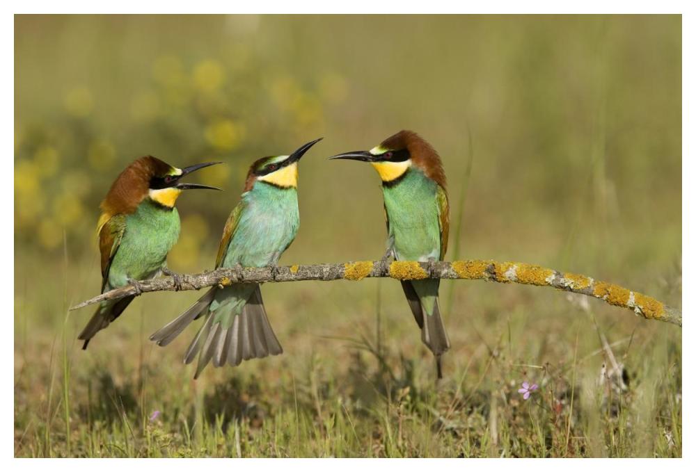 European Bee-eaters perched on branch. Donana National Park, Seville, Spain-Paper Art-50"x34"