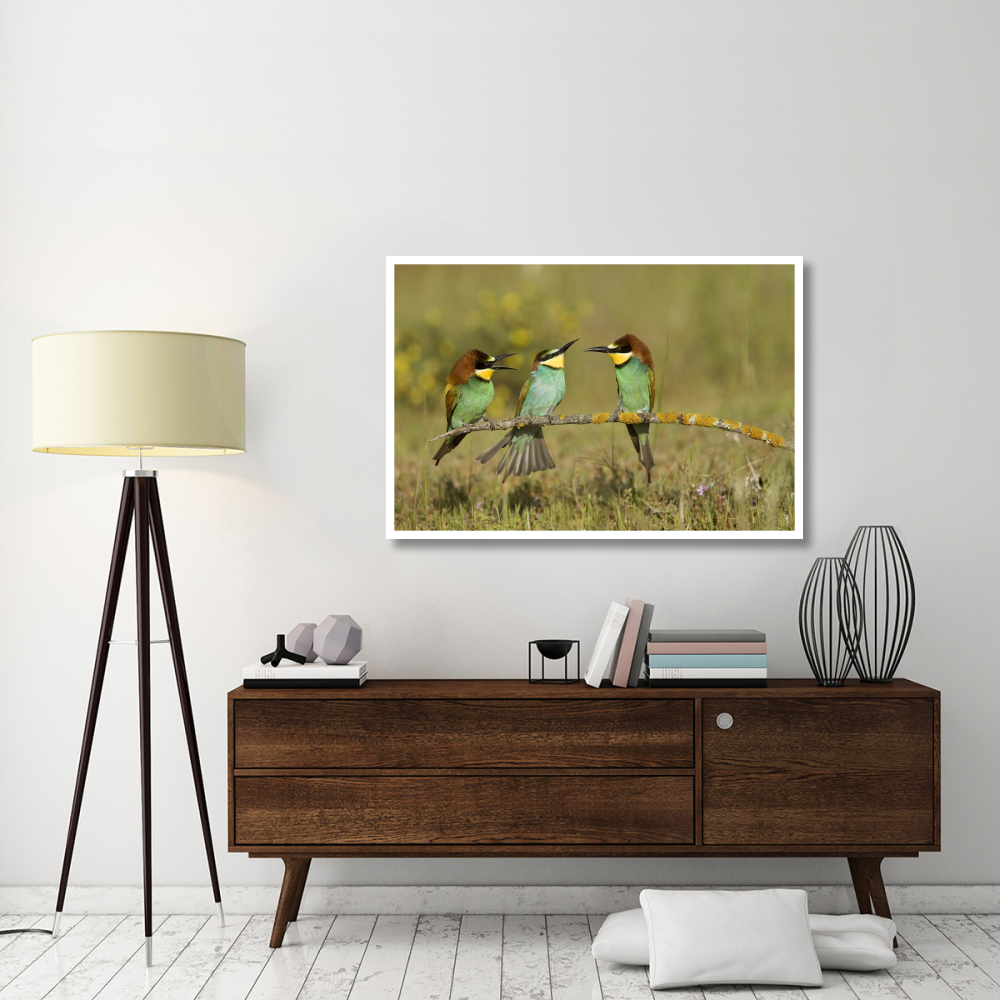 European Bee-eaters perched on branch. Donana National Park, Seville, Spain-Paper Art-50&quotx34"
