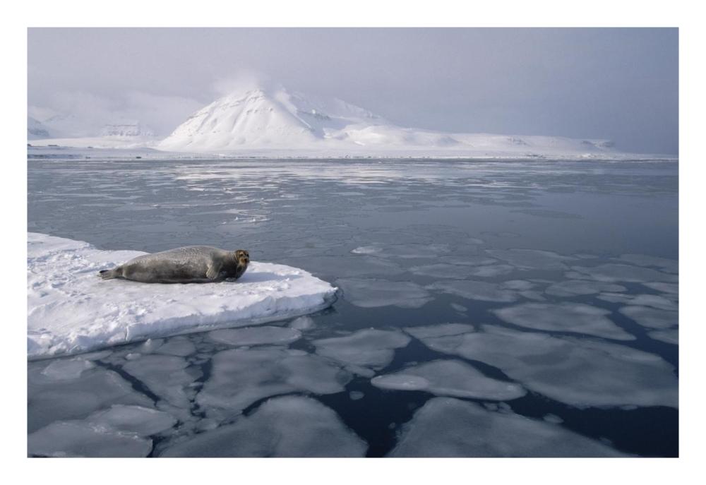 Bearded Seal on ice floe, Norway-Paper Art-26"x18"