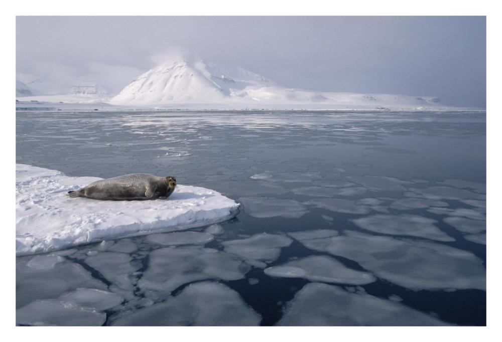 Bearded Seal on ice floe, Norway-Paper Art-32"x22"