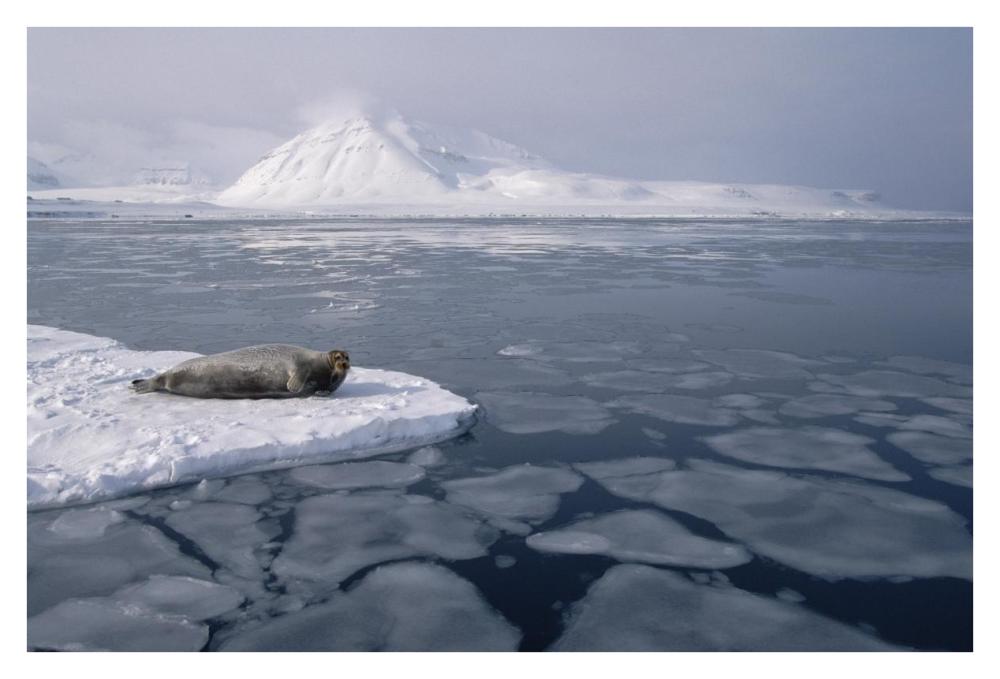 Bearded Seal on ice floe, Norway-Paper Art-38"x26"