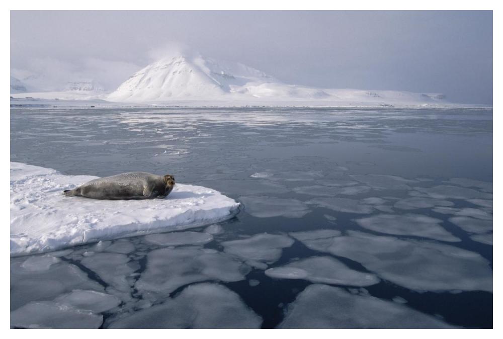 Bearded Seal on ice floe, Norway-Paper Art-50"x34"