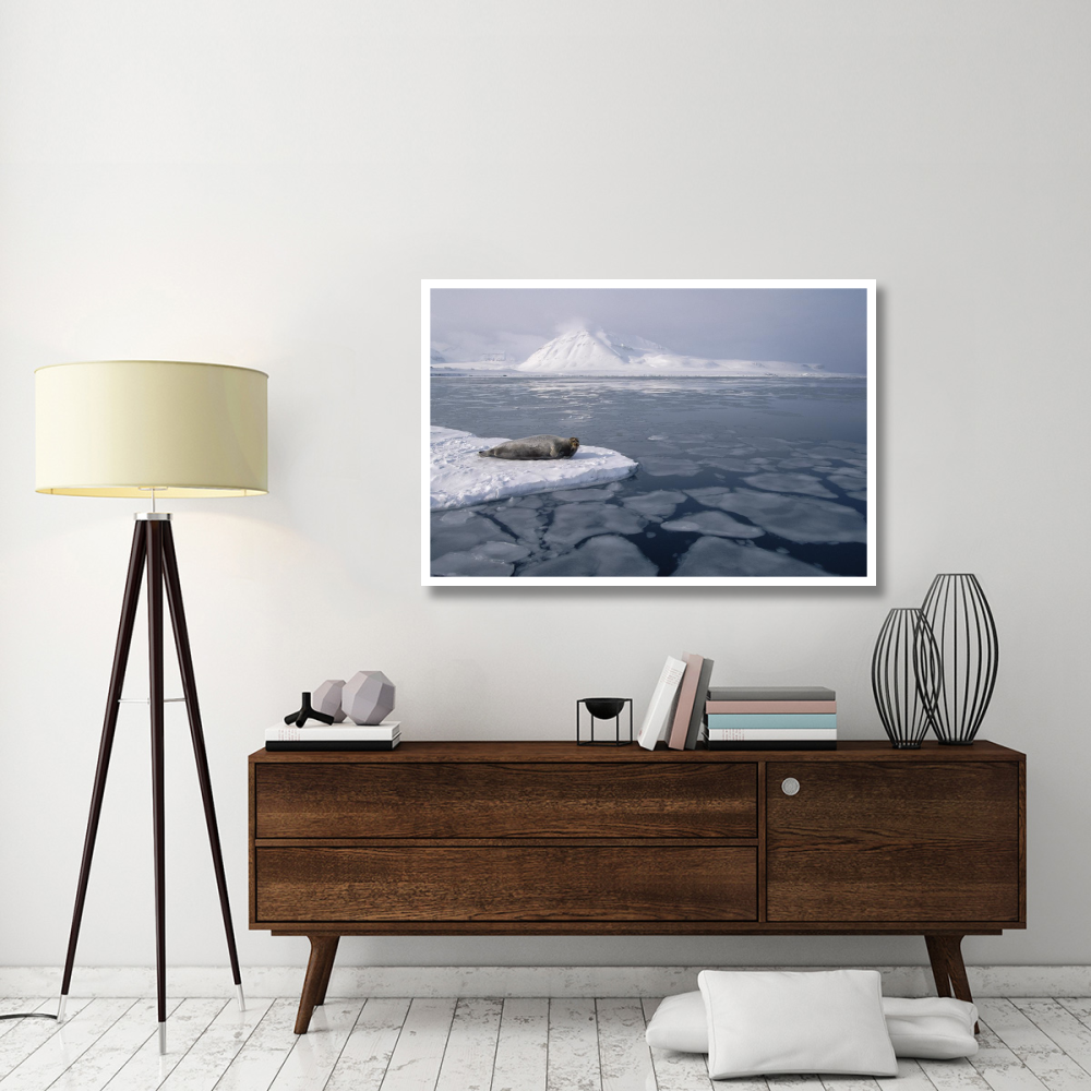 Bearded Seal on ice floe, Norway-Paper Art-50&quotx34"
