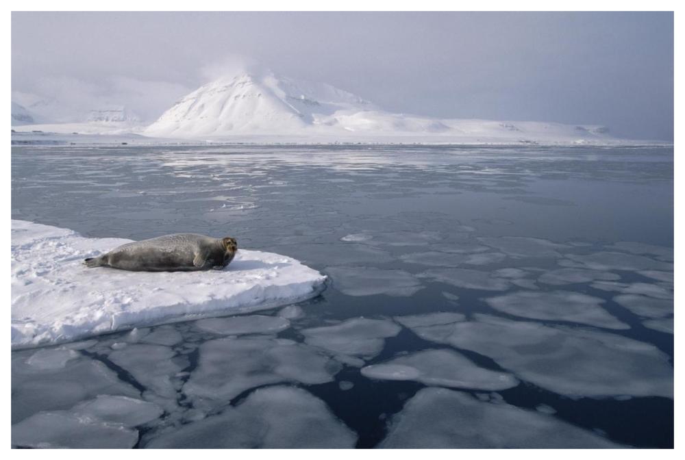 Bearded Seal on ice floe, Norway-Paper Art-62"x42"