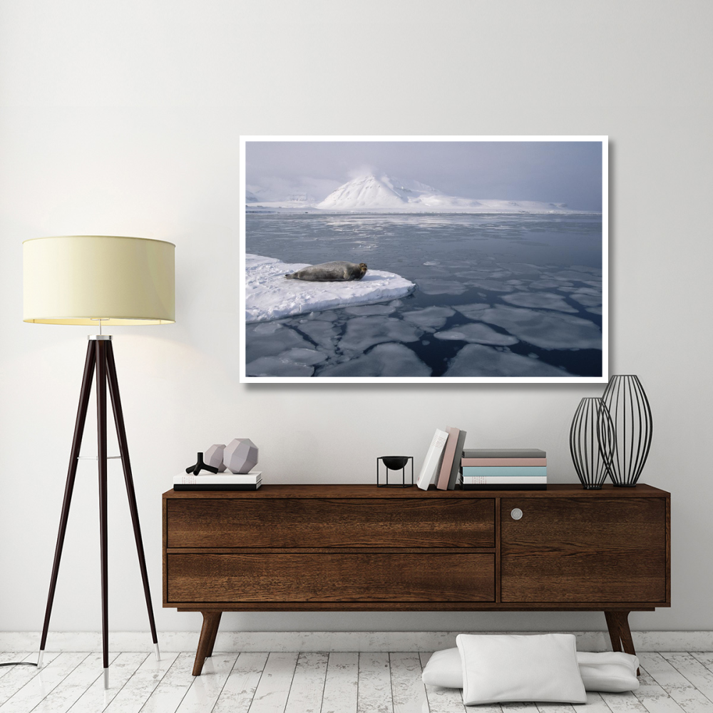 Bearded Seal on ice floe, Norway-Paper Art-62&quotx42"