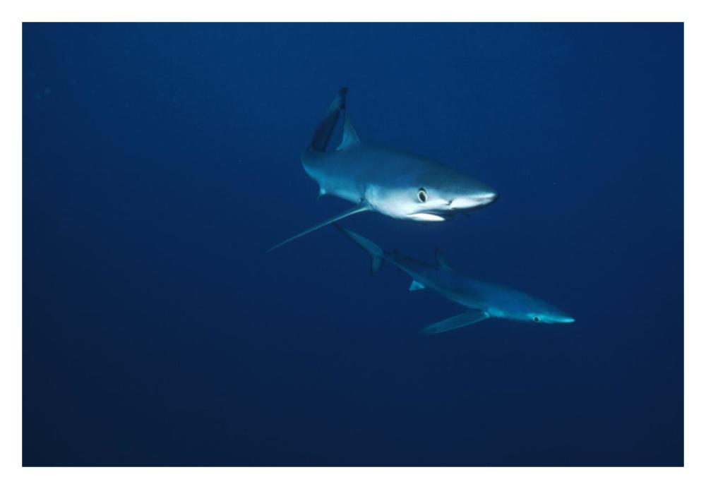 Blue Shark pair underwater, California-Paper Art-32"x22"