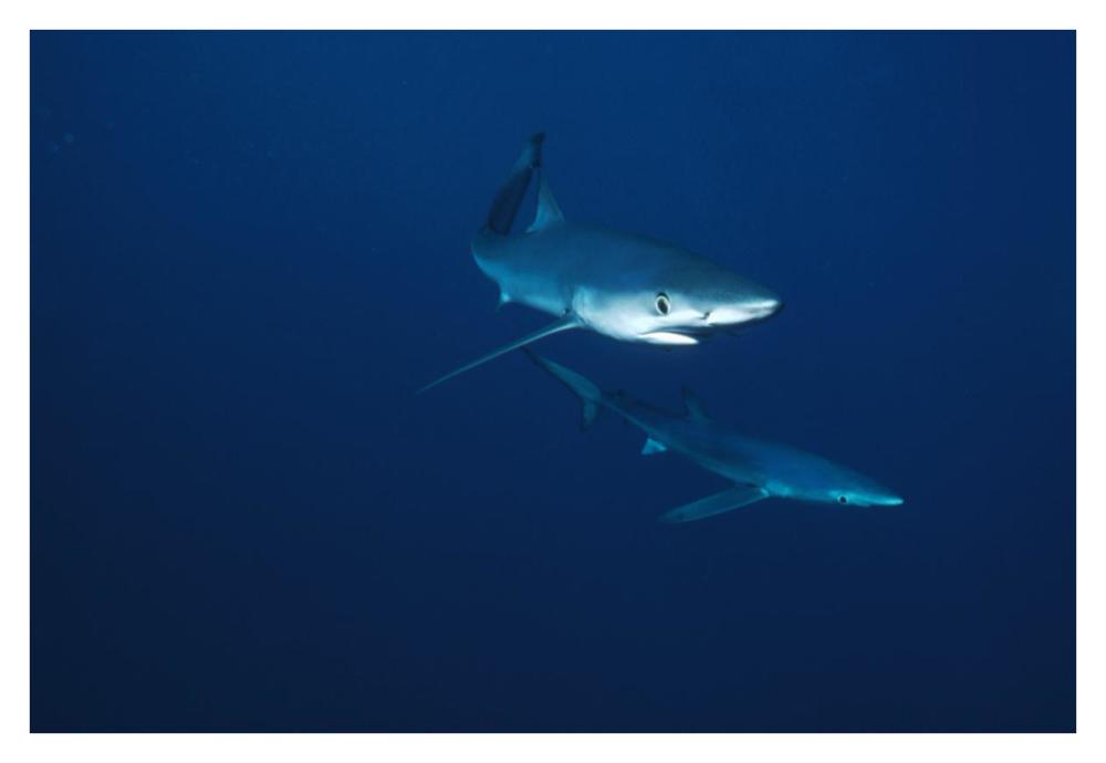 Blue Shark pair underwater, California-Paper Art-38"x26"