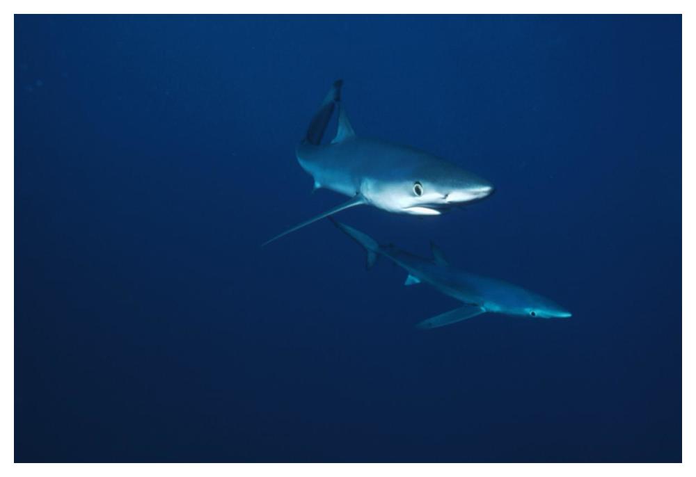 Blue Shark pair underwater, California-Paper Art-50"x34"