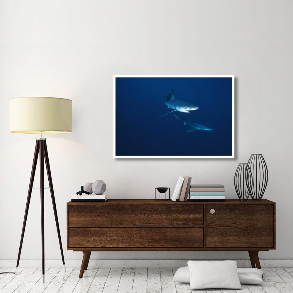 Blue Shark pair underwater, California-Paper Art-50&quotx34"