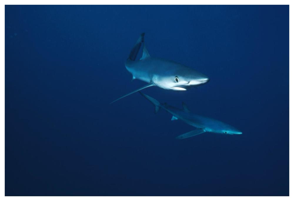 Blue Shark pair underwater, California-Paper Art-62"x42"