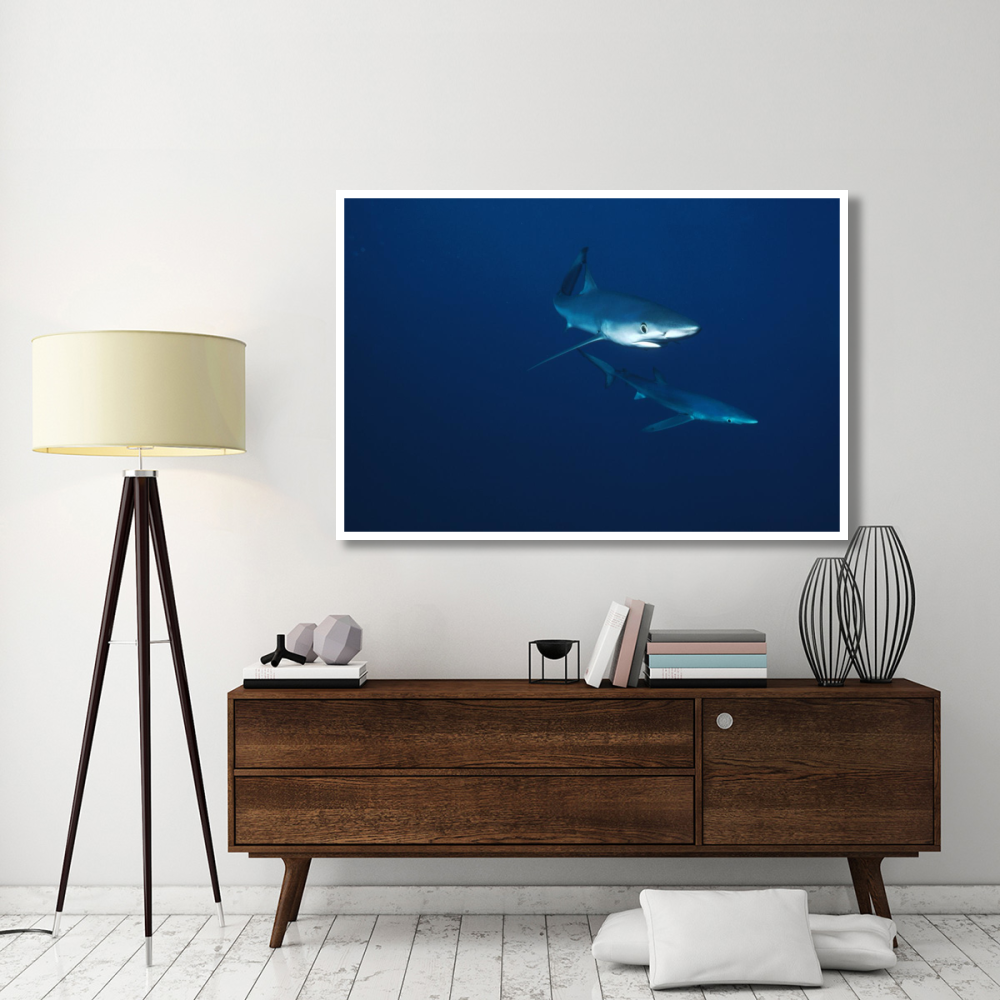 Blue Shark pair underwater, California-Paper Art-62&quotx42"