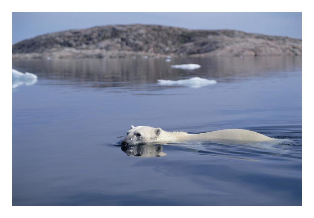 Polar Bear swimming, Wager Bay, Canada-Paper Art-26"x18"