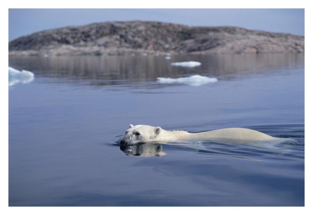 Polar Bear swimming, Wager Bay, Canada-Paper Art-38"x26"