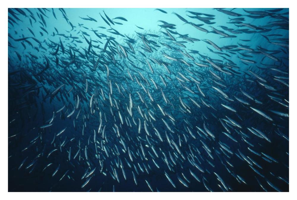 California Grunion schooling, California-Paper Art-38"x26"