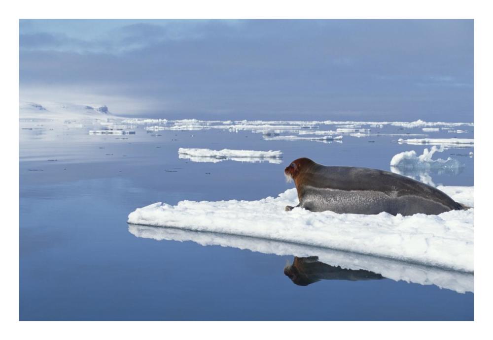 Bearded Seal resting on ice floe, Norway-Paper Art-26"x18"