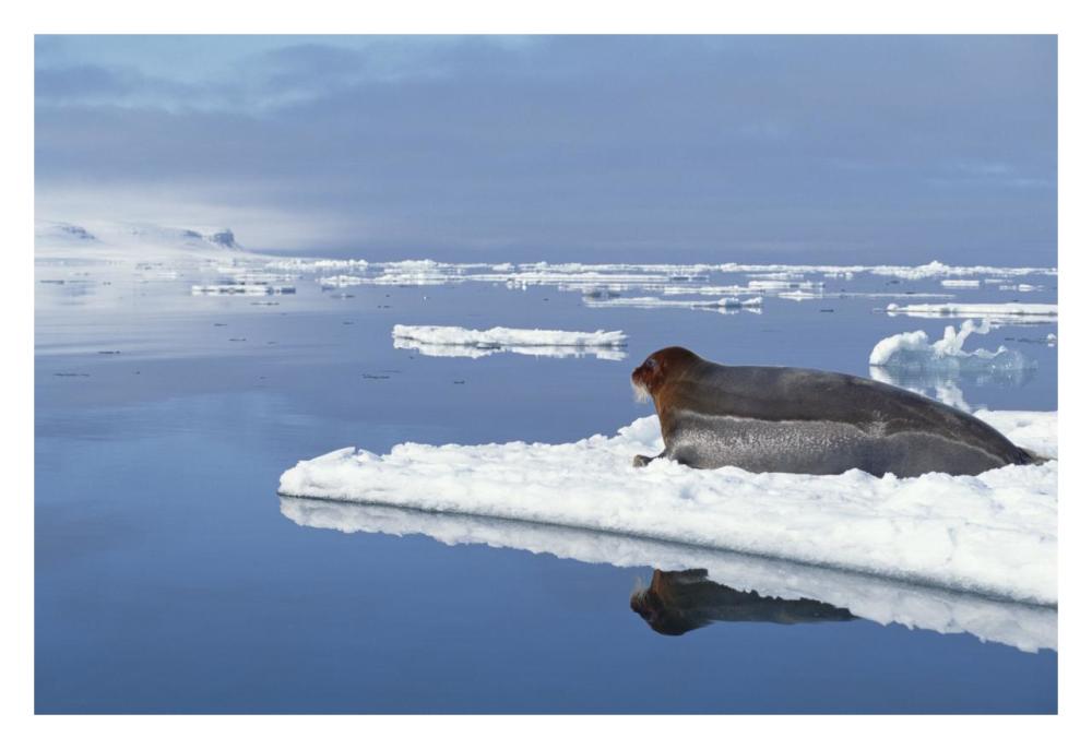 Bearded Seal resting on ice floe, Norway-Paper Art-32"x22"