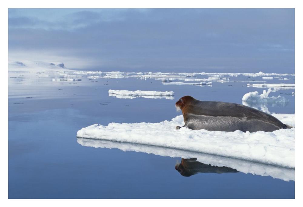 Bearded Seal resting on ice floe, Norway-Paper Art-38"x26"