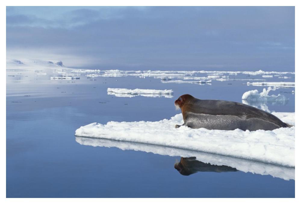 Bearded Seal resting on ice floe, Norway-Paper Art-50"x34"
