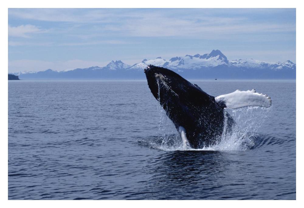 Humpback Whale breaching, Southeast Alaska-Paper Art-20"x14"