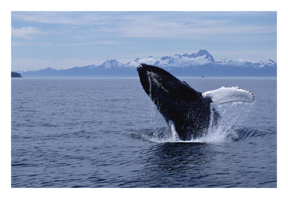 Humpback Whale breaching, Southeast Alaska-Paper Art-26"x18"