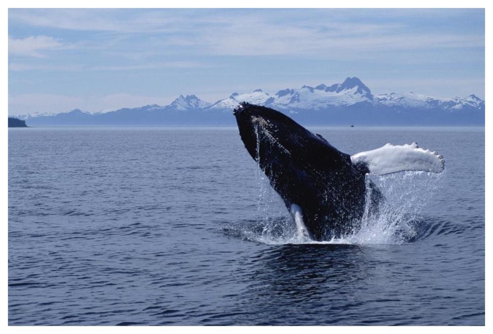 Humpback Whale breaching, Southeast Alaska-Paper Art-62"x42"