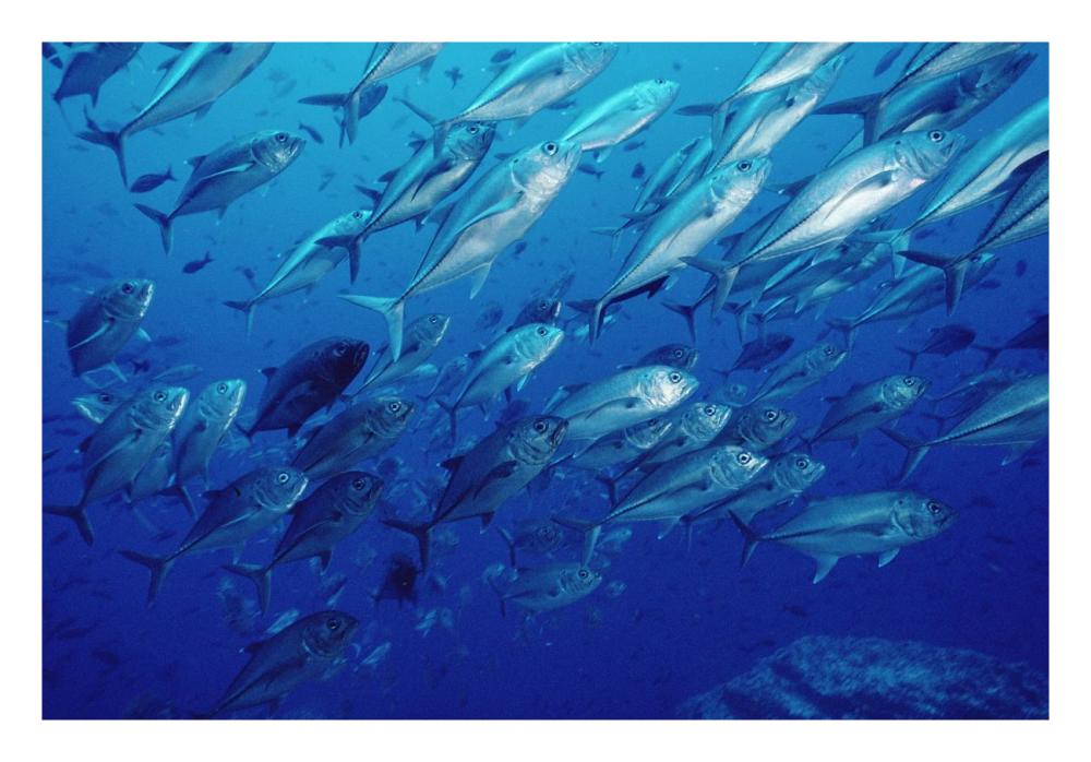 Cavalla school off of Cocos Island, Costa Rica-Paper Art-26"x18"